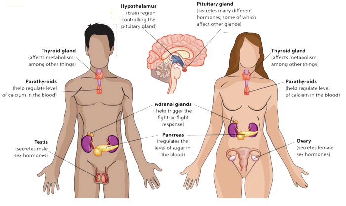 Hormones